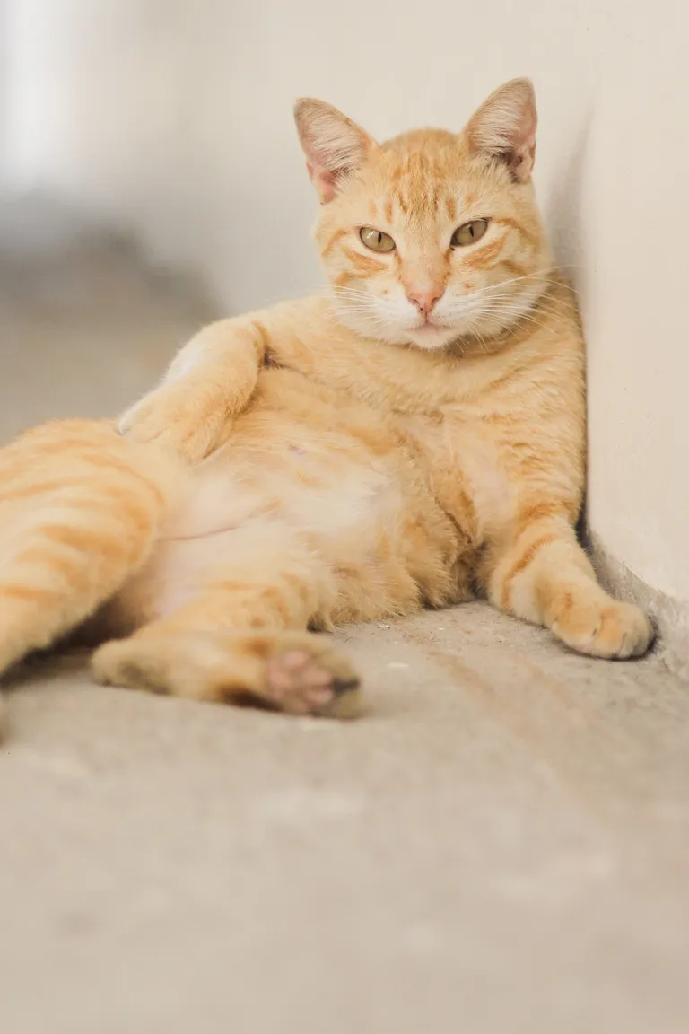cat-with-light-brown-striped-fur-front-white-wall