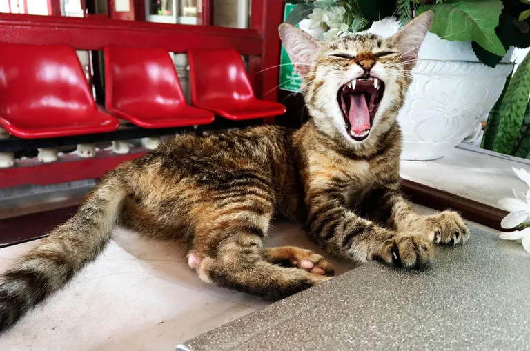 cat-yawning