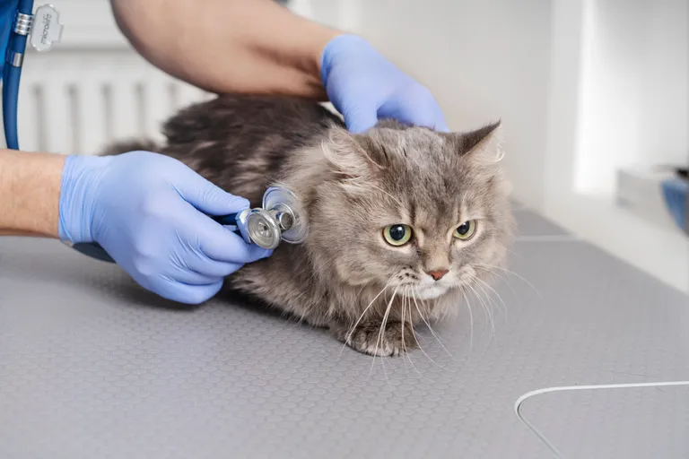 veterinary-doctor-taking-care-pet