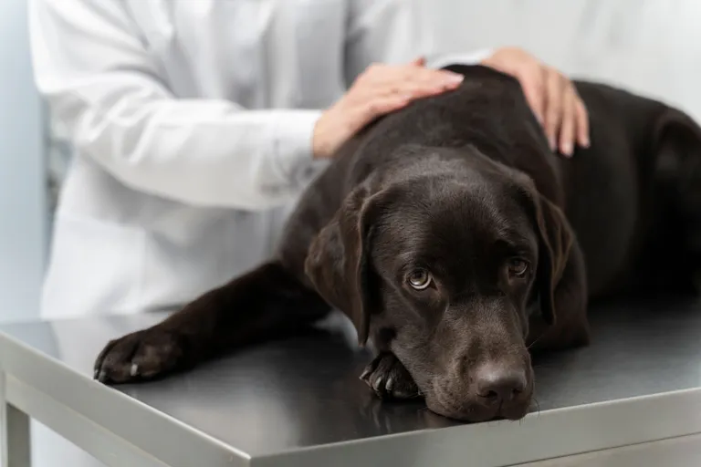 doctor-petting-dog