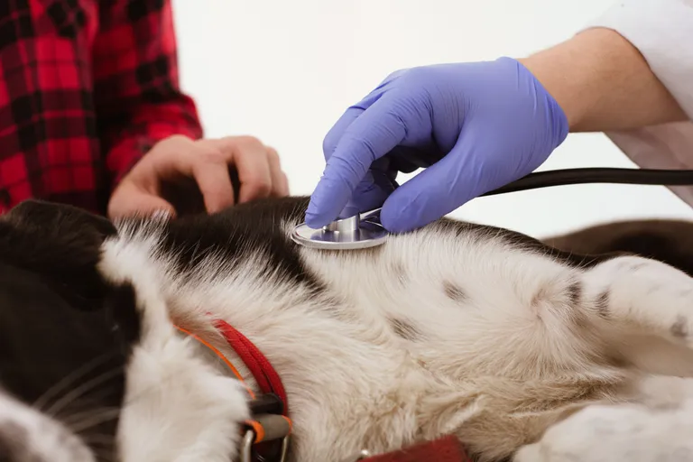 dog-getting-examined-with-stethoscope-hand-confident-veterinarian-moving-stethoscope-check-dogs-lungs-abdomen