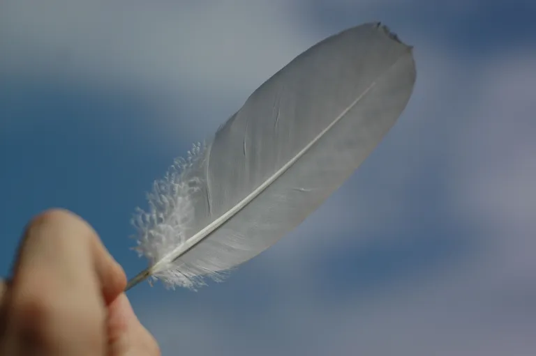 feather clean ภาพจาก Nathan