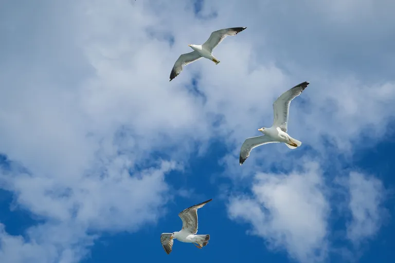 flying-seagulls