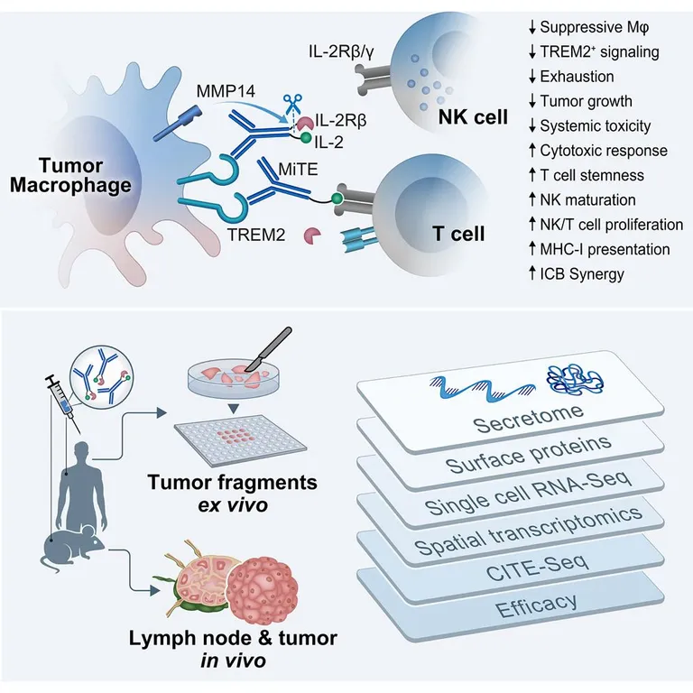 พัฒนา Antibody ใหม่ ช่วยภูมิคุ้มกันต่อสู้ “มะเร็ง” มีประสิทธิภาพมากขึ้น ภาพจาก วารสารเซลล์ (Cell)