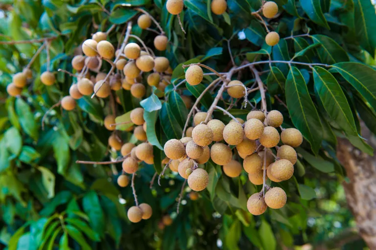 ลำไย longan ภาพจาก 123rf