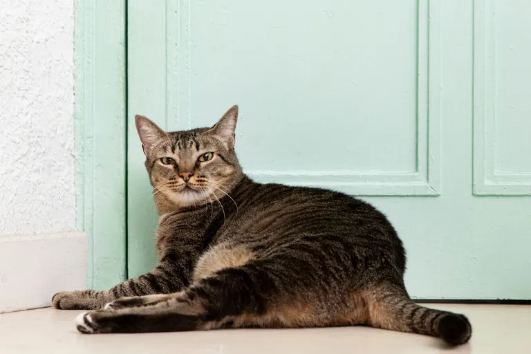 portrait-adorable-domestic-cat