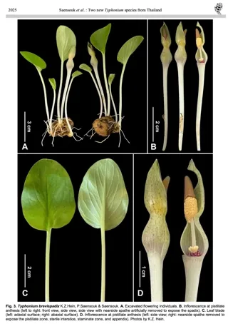 อุตพิตช่อสั้น (Typhonium brevispadix K.Z.Hein, P.Saensouk & Saensouk)