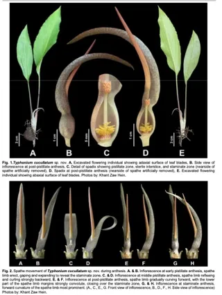 อุตพิตอินโดจีน (Typhonium cucullatum K.Z.Hein, P.Saensouk & Saensouk)