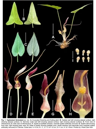 อุตพิตบึงกาฬ (Typhonium fornicatum P.Saensouk, K.Z.Hein & Saensouk)