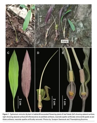 อุตพิตสีไวน์ (Typhonium vinicolor P.Saensouk, K.Z.Hein & Saensouk)