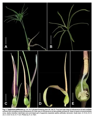 อุตพิตสีจาง (Typhonium pallescens K.Z.Hein, Saensouk & Naive)