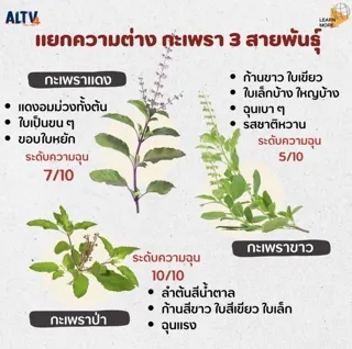 ชวนเข้าใจ! “กะเพรา” กับศัพท์ทางพฤกษศาสตร์ การปรับปรุงพันธุ์ และกฎหมาย