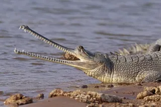 ภาพถ่ายของตะโขงอินเดีย Gharial Gavialis ญาติใกล้ชิดที่สุดสปิชีส์หนึ่งกับตะโขงที่เพิ่งจำแนกได้ล่าสุด ภาพจาก Charles J. Sharp
