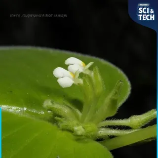 “หยาดลิ้นงาม” Microchirita personata C. Puglisi