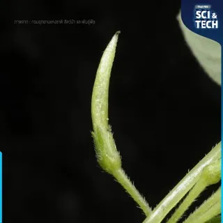 “หยาดลิ้นงาม” Microchirita personata C. Puglisi