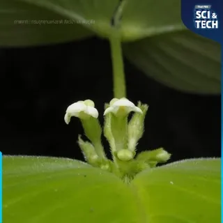 “หยาดลิ้นงาม” Microchirita personata C. Puglisi