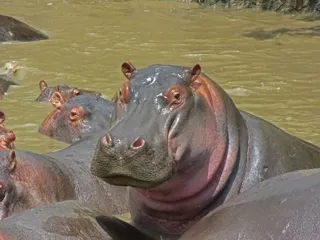 portrait-hippo-resting-water-serengeti-national-park-tanzania