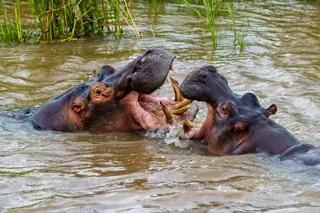 hippos-playing-each-other-water-daytime