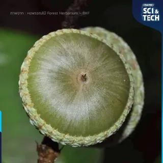 ก่อบังบาตร ภาพจาก : หอพรรณไม้ Forest Herbarium - BKF