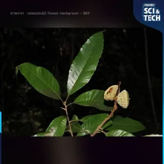 ก่อบังบาตร ภาพจาก : หอพรรณไม้ Forest Herbarium - BKF