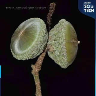 ก่อบังบาตร ภาพจาก : หอพรรณไม้ Forest Herbarium - BKF