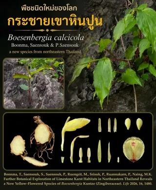 นักวิจัยไทยเจ๋ง! ค้นพบ “กระชายเขาหินปูน” พืชชนิดใหม่ของโลก จาก จ.ขอนแก่น