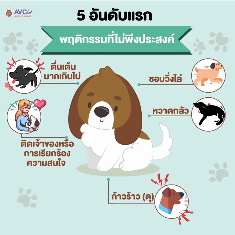 5 ปัญหาพฤติกรรมที่ไม่พึงประสงค์ของสุนัขไทย