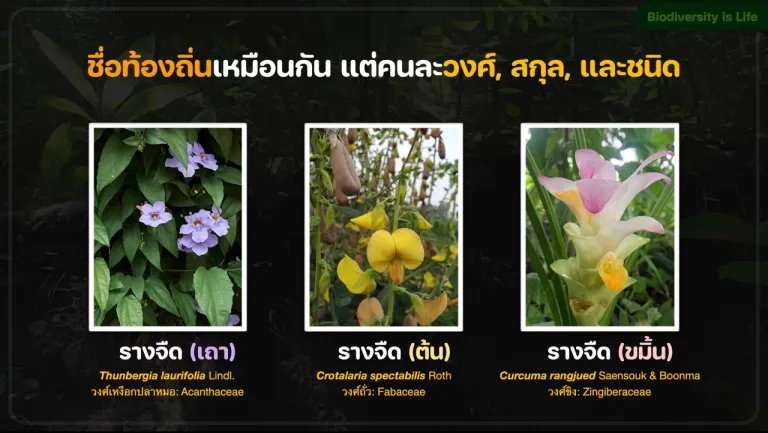 “รางจืด” 3 ชนิดในประเทศไทย