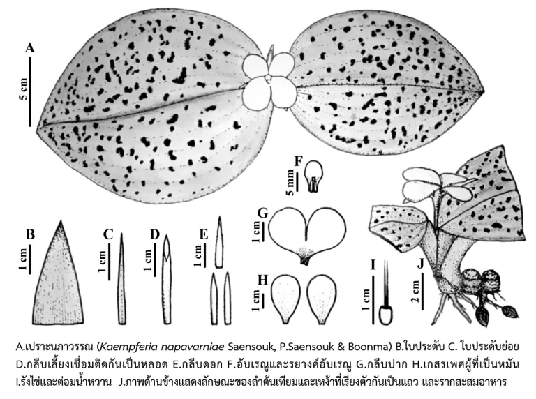 องค์ประกอบแต่ละส่วนของเปราะนภาวรรณ