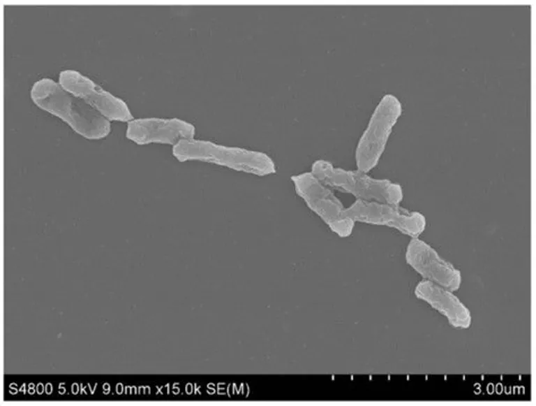 A. ferrooxidans แบคทีเรียที่มีความสามารถในการดึงเหล็กในสภาพแวดล้อมมาใช้งานเพื่อเร่งการเติบโตได้