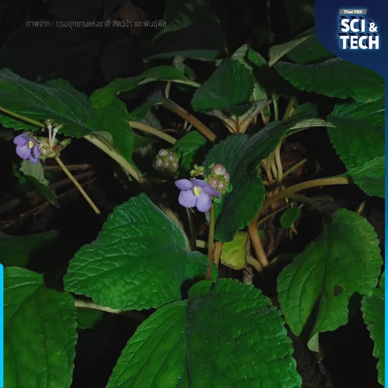 พรหมมาสตร์