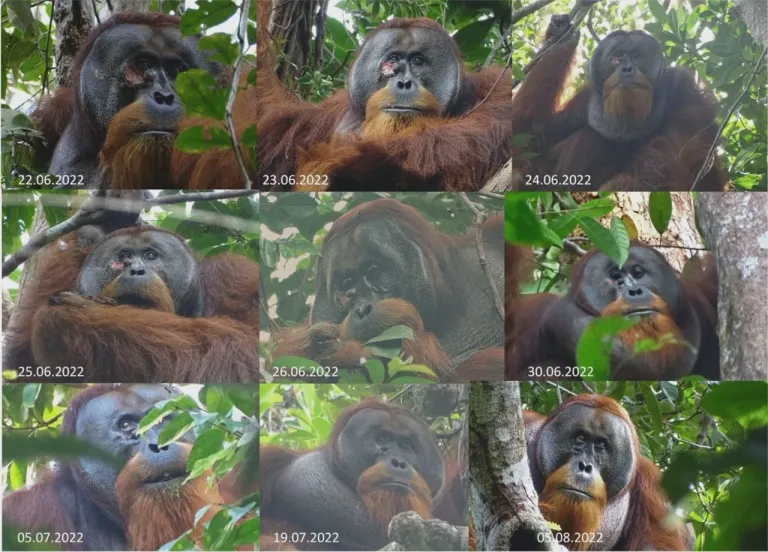 “ลิงอุรังอุตัง” ใช้ “สมุนไพร” รักษาแผลสด ภาพจาก nature