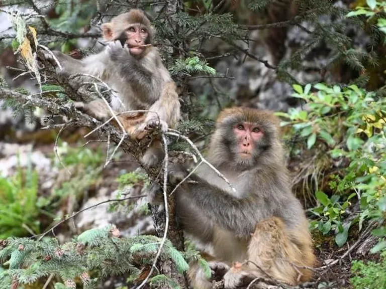 ลิงแม็กแคก (Macaque) ภาพจาก CAS