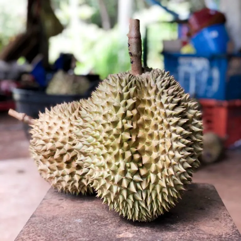 ผลทุเรียนที่ใช้ “ถุงห่อทุเรียน Magik Growth” (เมจิกโกรท) ห่อหุ้ม ภาพจาก สวทช..