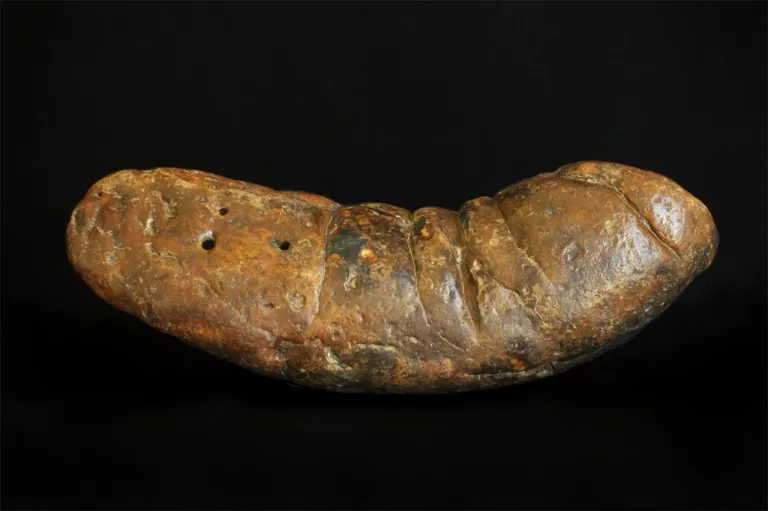 ภาพถ่ายฟอสซิลอุจจาระโบราณจากยุคไมโอซีน (Miocene 23-5.3 ล้านปีก่อน) ภาพจาก Poozeum