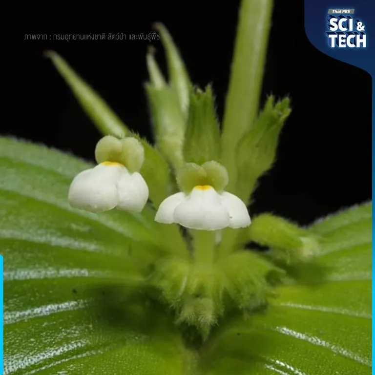 “หยาดลิ้นงาม” Microchirita personata C. Puglisi