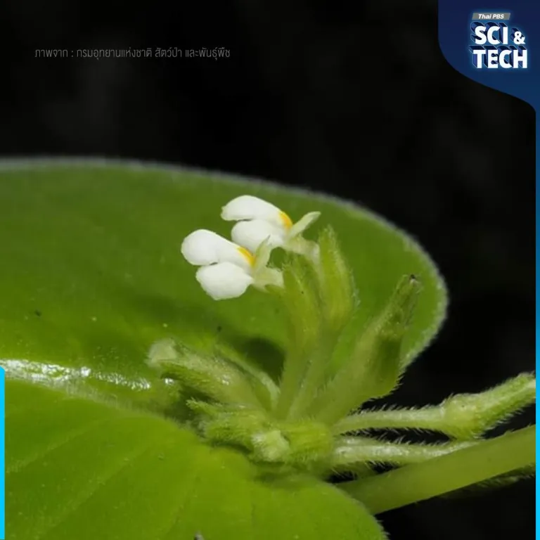 “หยาดลิ้นงาม” Microchirita personata C. Puglisi