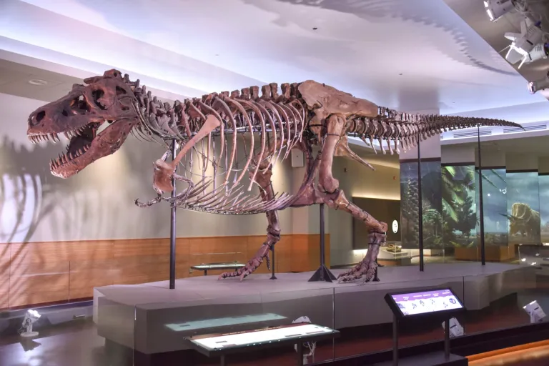 ภาพถ่ายโครงกระดูกของไดโนเสาร์ Tyrannosaurus Rex ที่มีชื่อเล่นว่า SUE ถูกจัดแสดงที่ Field Museum of Natural History ใน Chicago รัฐ Illinois ภาพจาก Evolutionnumber9