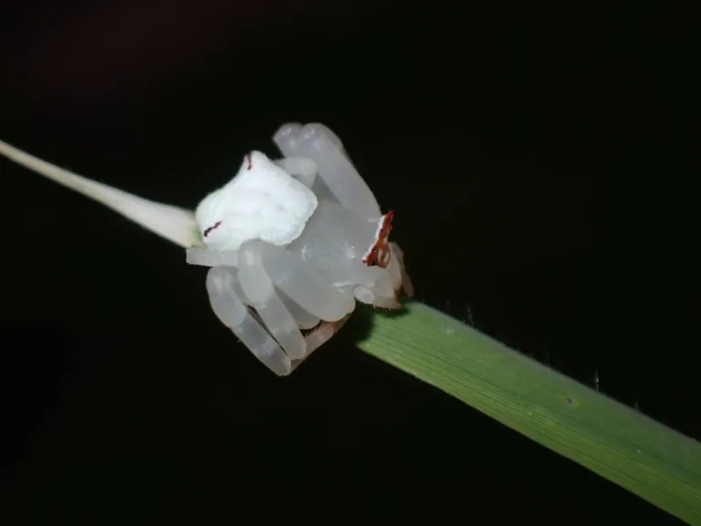 แมงมุมปูขาว ภาพจาก อุทยานแห่งชาติเขาหลัก-ลำรู่ จ.พังงา