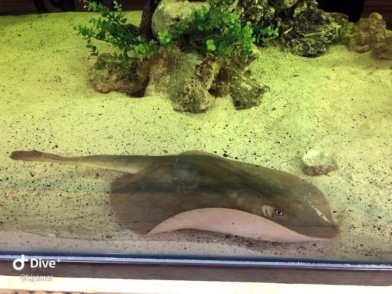 “ชาร์ล็อตต์” (Charlotte) “ปลากระเบนตั้งท้อง” ภาพจาก Aquarium & Shark Lab by Team ECCO