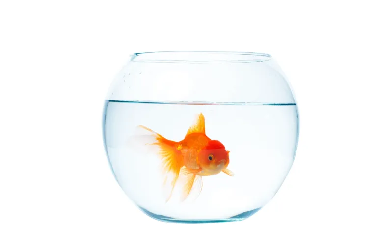 &ldquo;ปลาทอง&rdquo; (Goldfish) ภาพจาก 123rf