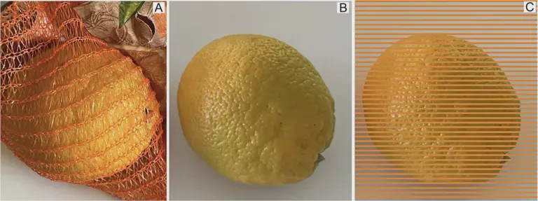 An image highlighting the deceptive oranges of Gegenfurtner Unripe green orange (A) within the orange net, (B) in isolated view, and (C) with a Munker-net. ภาพจาก Gegenfurtner i-Perception2024 (CC BY 4.0)