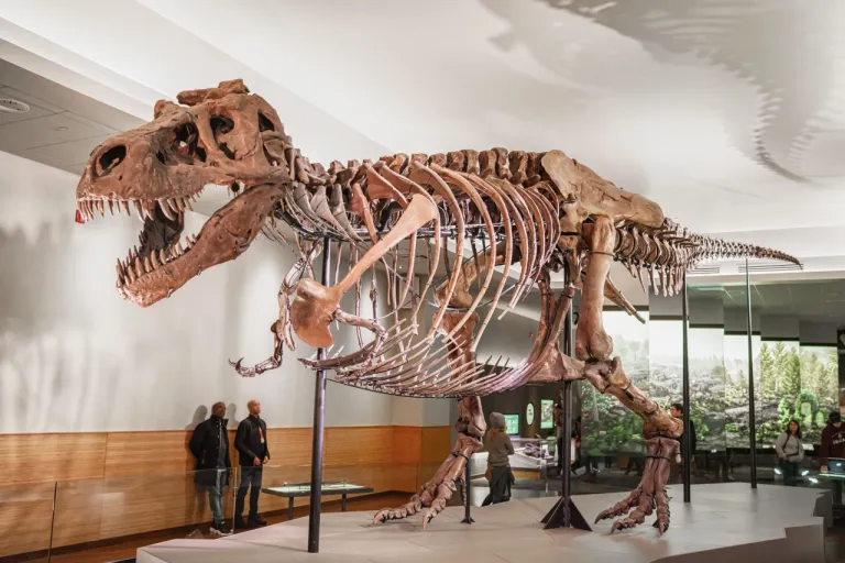 ภาพถ่ายของโครงไดโนเสาร์ T Rex ที่มีชื่อว่า Sue ซึ่งเป็นหนึ่งในโครงไดโนเสาร์ที่่สมบูรณ์ที่สุดในโลก ซึ่งพบว่าภายในร่างกายของ T Rex อยู่ที่ 38ºC ภาพถ่ายโดย Jorge Jaramillo