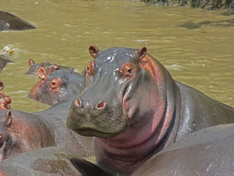 portrait-hippo-resting-water-serengeti-national-park-tanzania