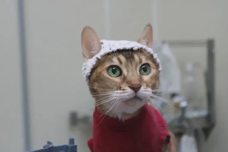 cat-in-crochet-hat ภาพจาก Aliénor Delsart