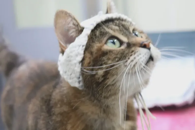 cat-in-crochet-hat ภาพจาก Aliénor Delsart