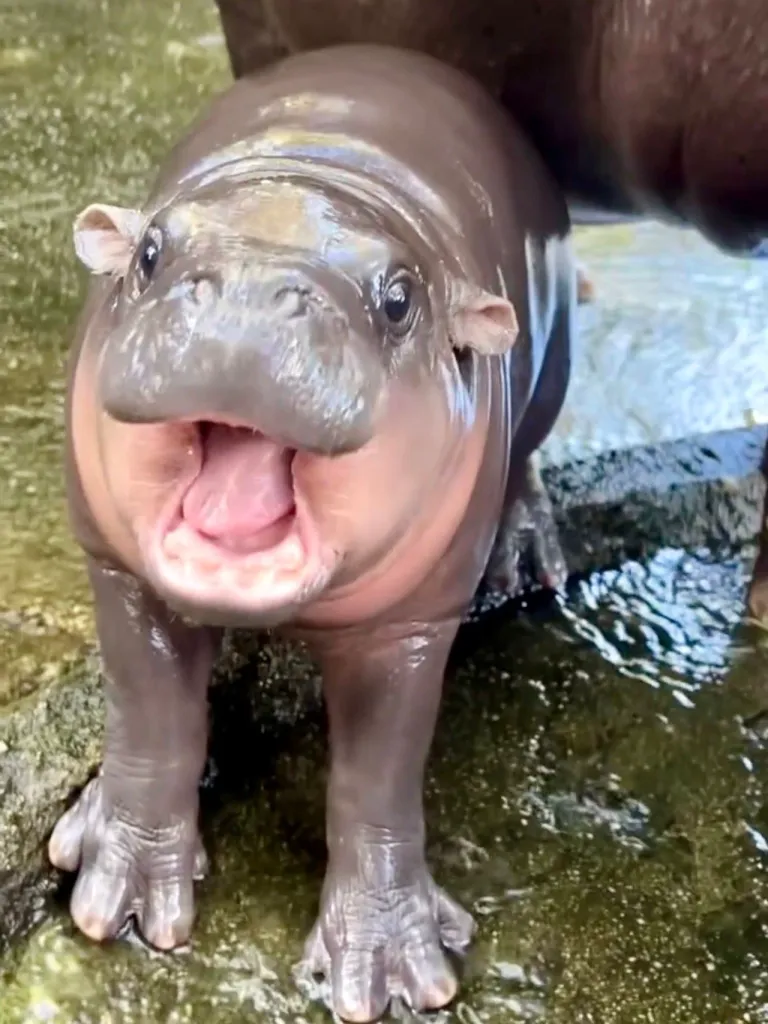 หมูเด้ง” (Moo Deng) ฮิปโปแคระ (Pygmy Hippopotamus) ภาพจาก สวนสัตว์เปิดเขาเขียว Khao Kheow Open Zoo