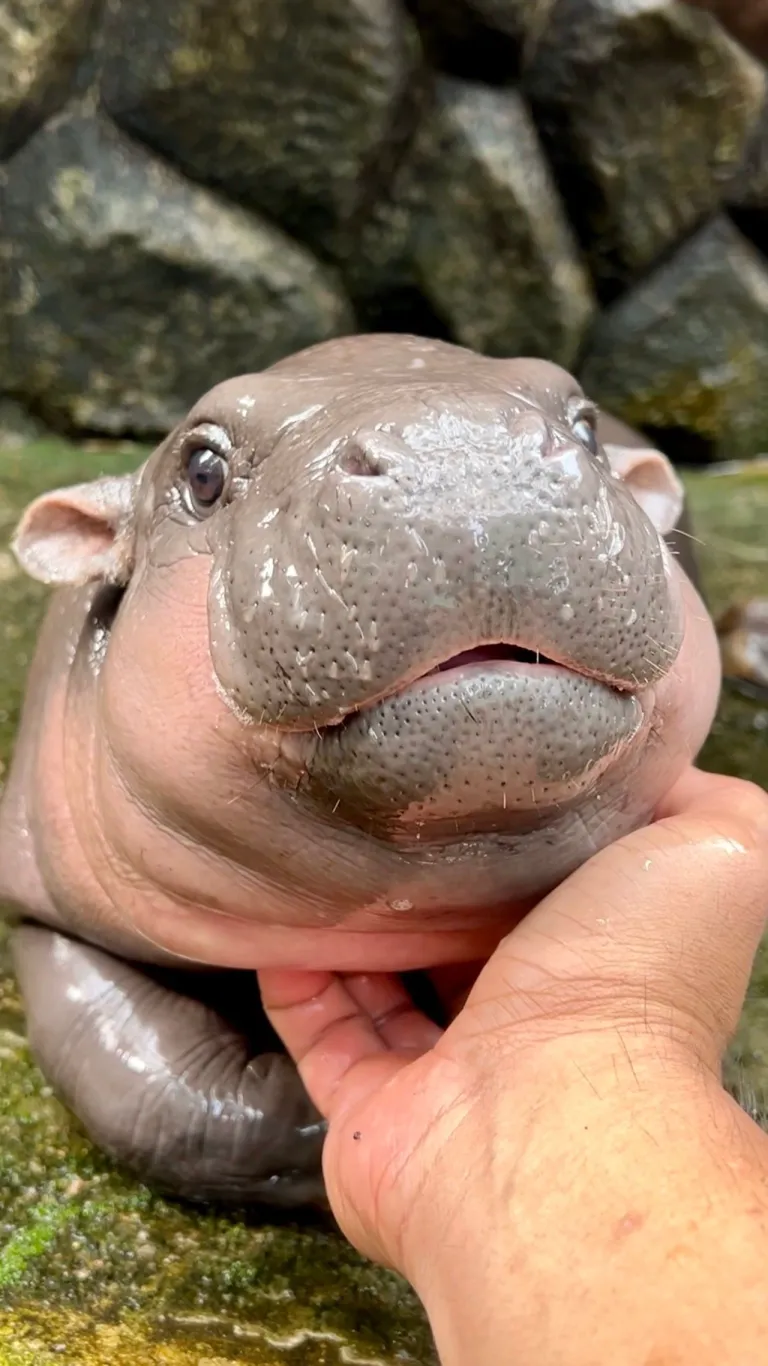 หมูเด้ง” (Moo Deng) ฮิปโปแคระ (Pygmy Hippopotamus) ภาพจาก สวนสัตว์เปิดเขาเขียว Khao Kheow Open Zoo
