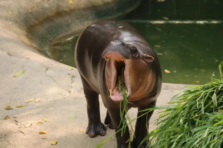 หมูเด้ง” (Moo Deng) ฮิปโปแคระ (Pygmy Hippopotamus) ภาพจาก สวนสัตว์เปิดเขาเขียว Khao Kheow Open Zoo