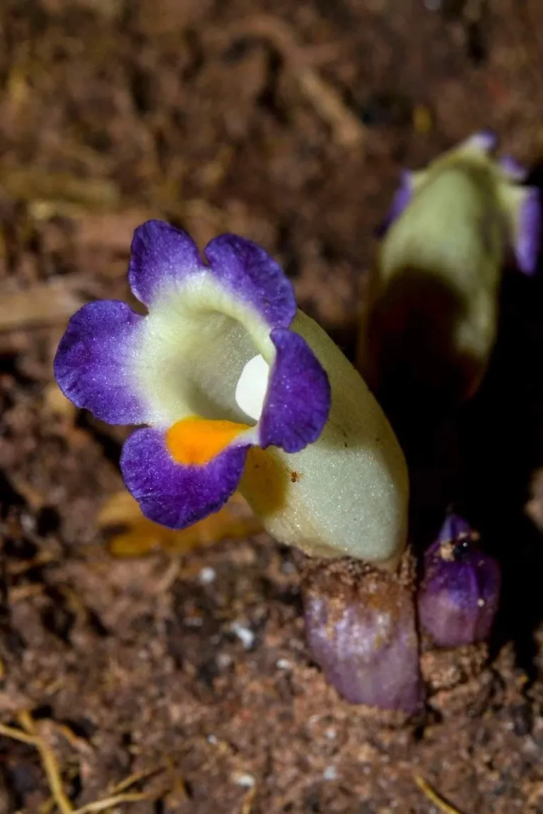 ว่านดอกสามสี ภาพจาก หอพรรณไม้ Forest Herbarium – BKF